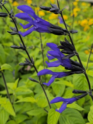 Black and Blue Salvia, Anise Sage, Salvia guaranitica 'Black and Blue', S. caerulea, S. concolor 'Black and Blue'